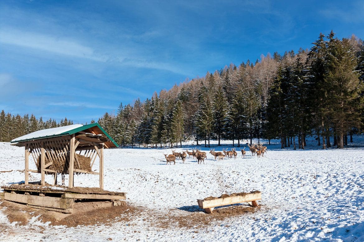 Wildtierbeobachtung in Bramberg am Wildkogel