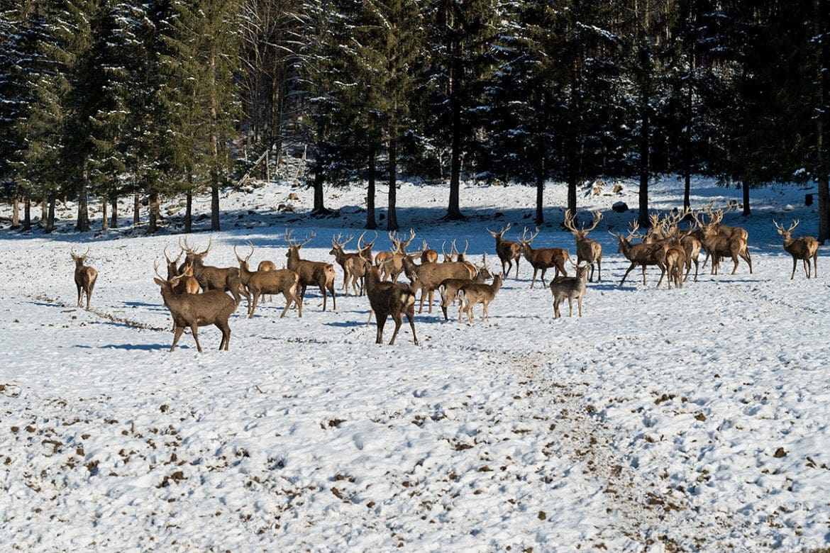 Wildtierbeobachtung in Bramberg am Wildkogel