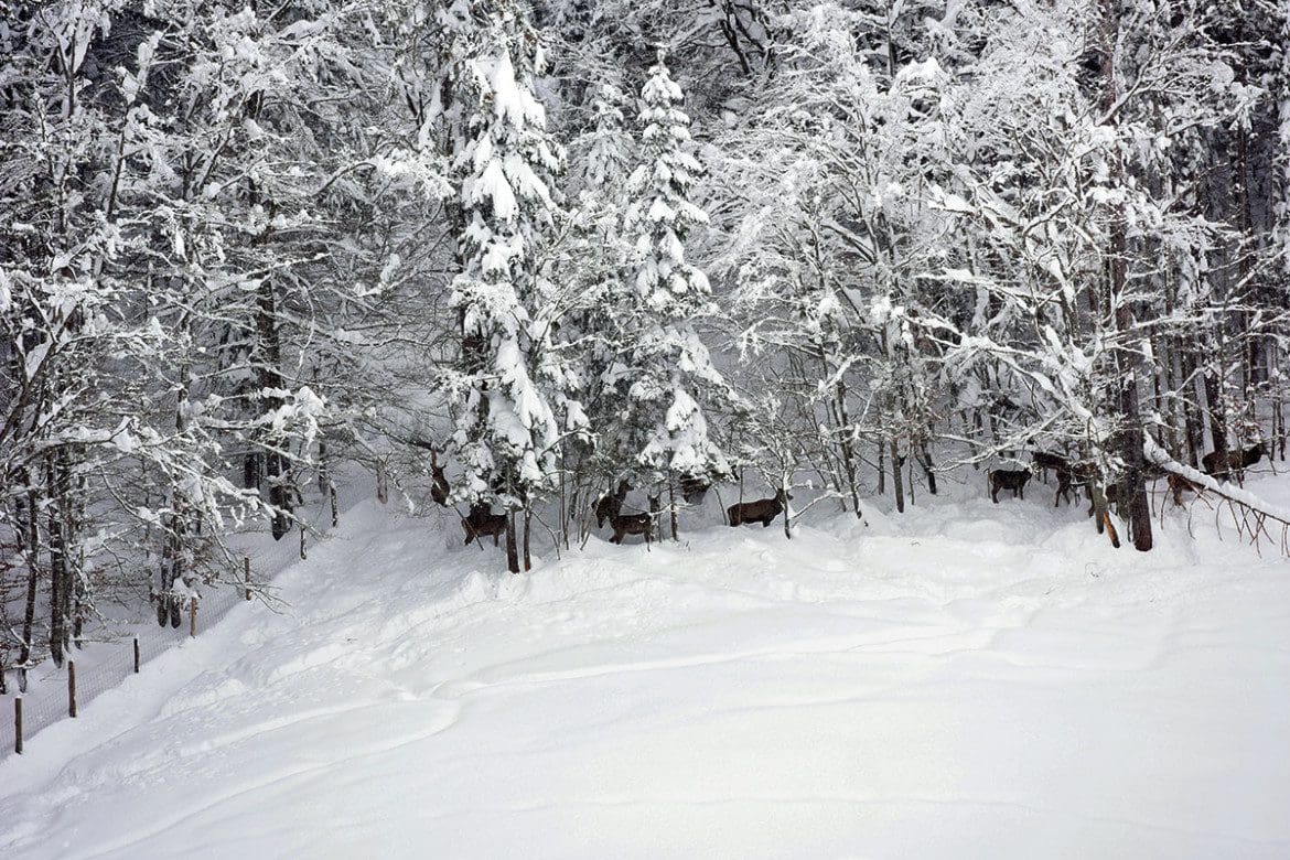 Wildtierbeobachtung in Bramberg am Wildkogel Bramberg 5